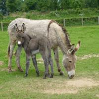 P1030780 copie